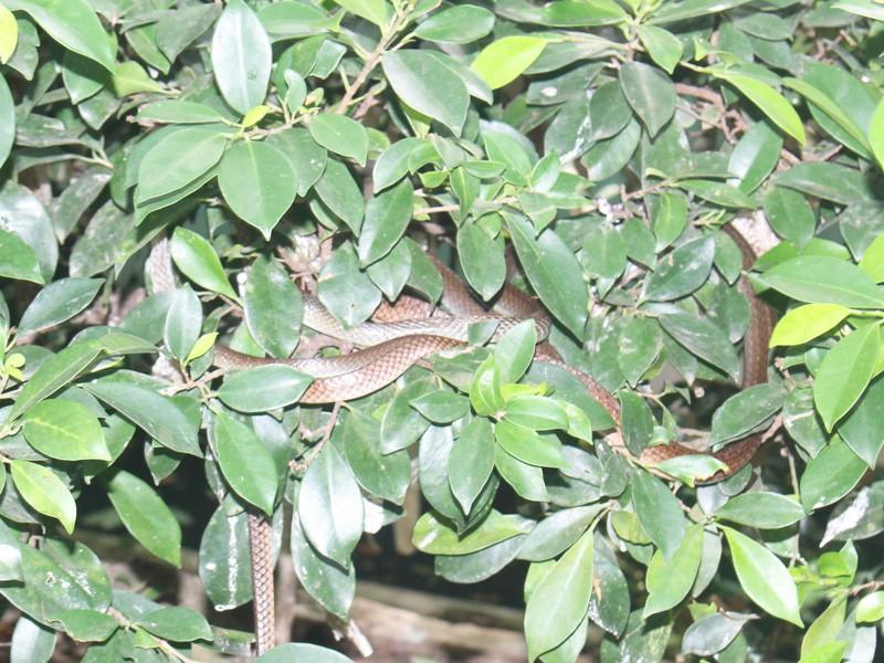 Trại rắn Đồng Tâm mỗi năm chữa trị  trên 1.000 ca rắn cắn - ảnh 3