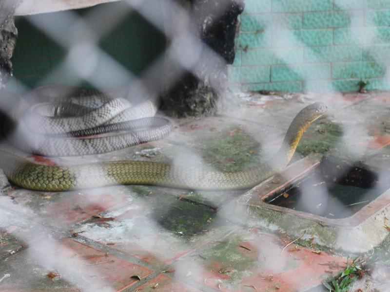 Trại rắn Đồng Tâm nơi nuôi và bảo tồn nhiều loài rắn. Ảnh: ĐH