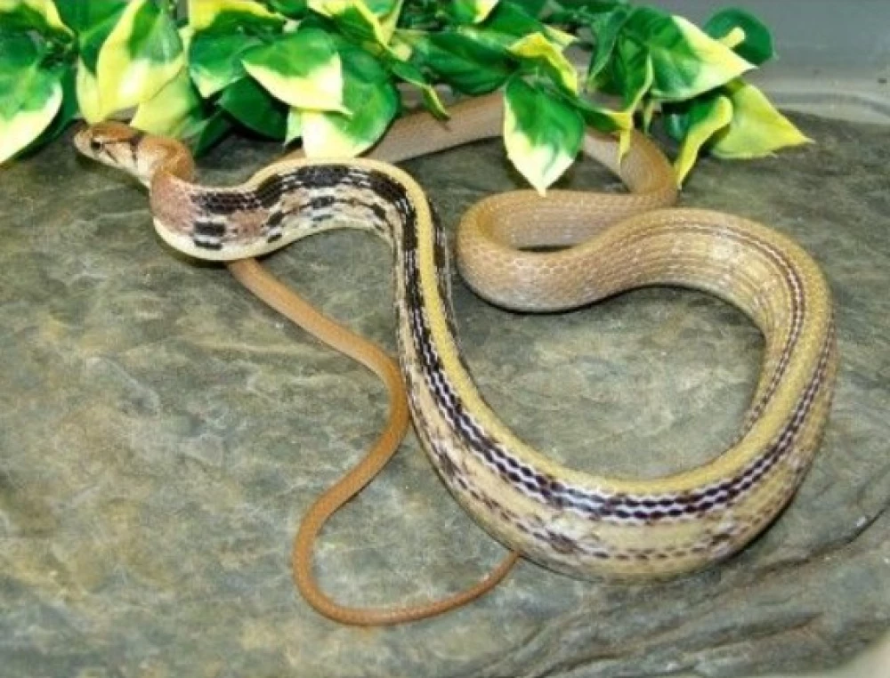 Rắn sọc dưa là loài bò sát cỡ lớn, dài tới 2m