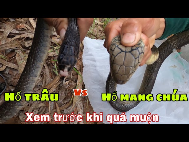rắn hổ trâu và hổ mang chúa