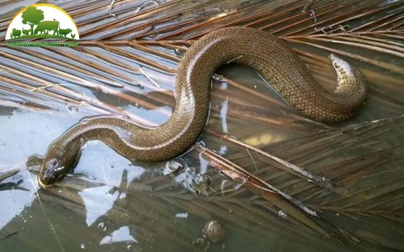 Bạn đã bao giờ thấy rắn ri voi chưa