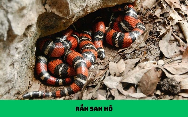 Rắn san hô không sống dưới biển như tên gọi mà thực tế là loài rắn cạn