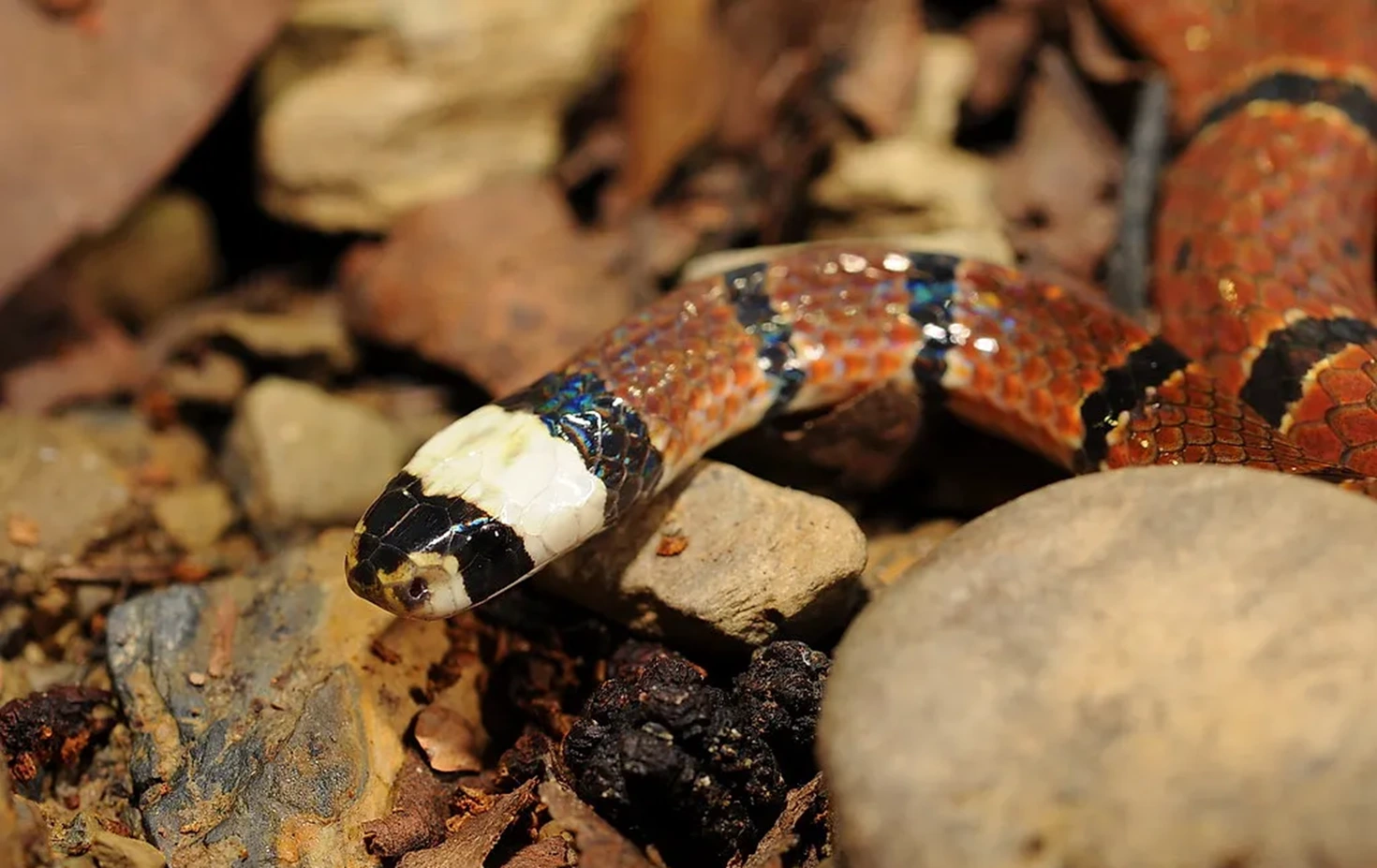 Hình ảnh rắn san hô