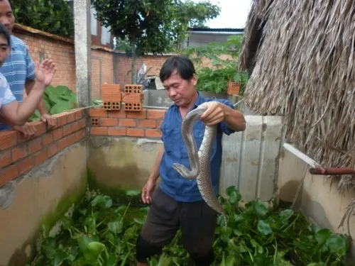 Bể xi măng với lớp bùn đáy và lục bình cho rắn trú ẩn