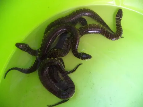 Giống rắn ri voi khỏe, trọng lượng đều, phản xạ tốt