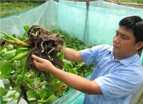 Ao nuôi rắn ri voi với thực vật thủy sinh phân bố hợp lý