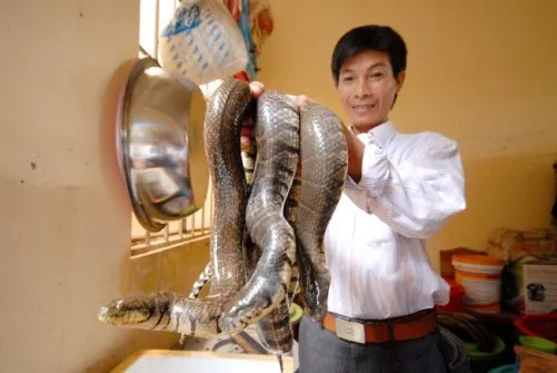 Thu hoạch rắn ri voi khi đạt trọng lượng thương phẩm