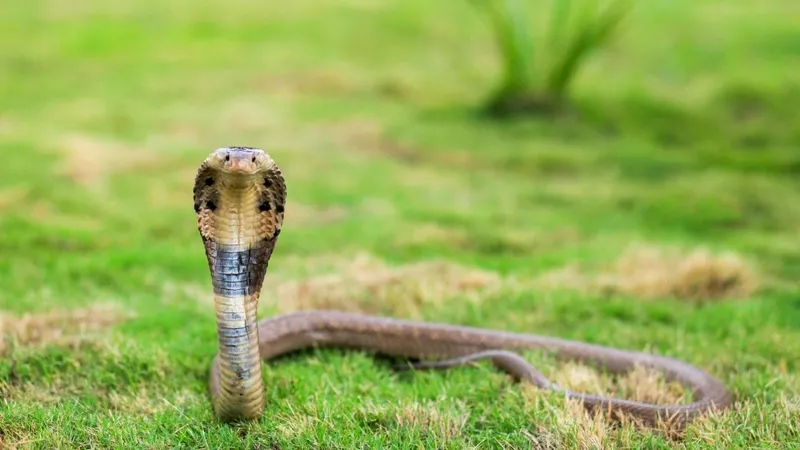 Những loài rắn độc nguy hiểm nhất trong tự nhiên