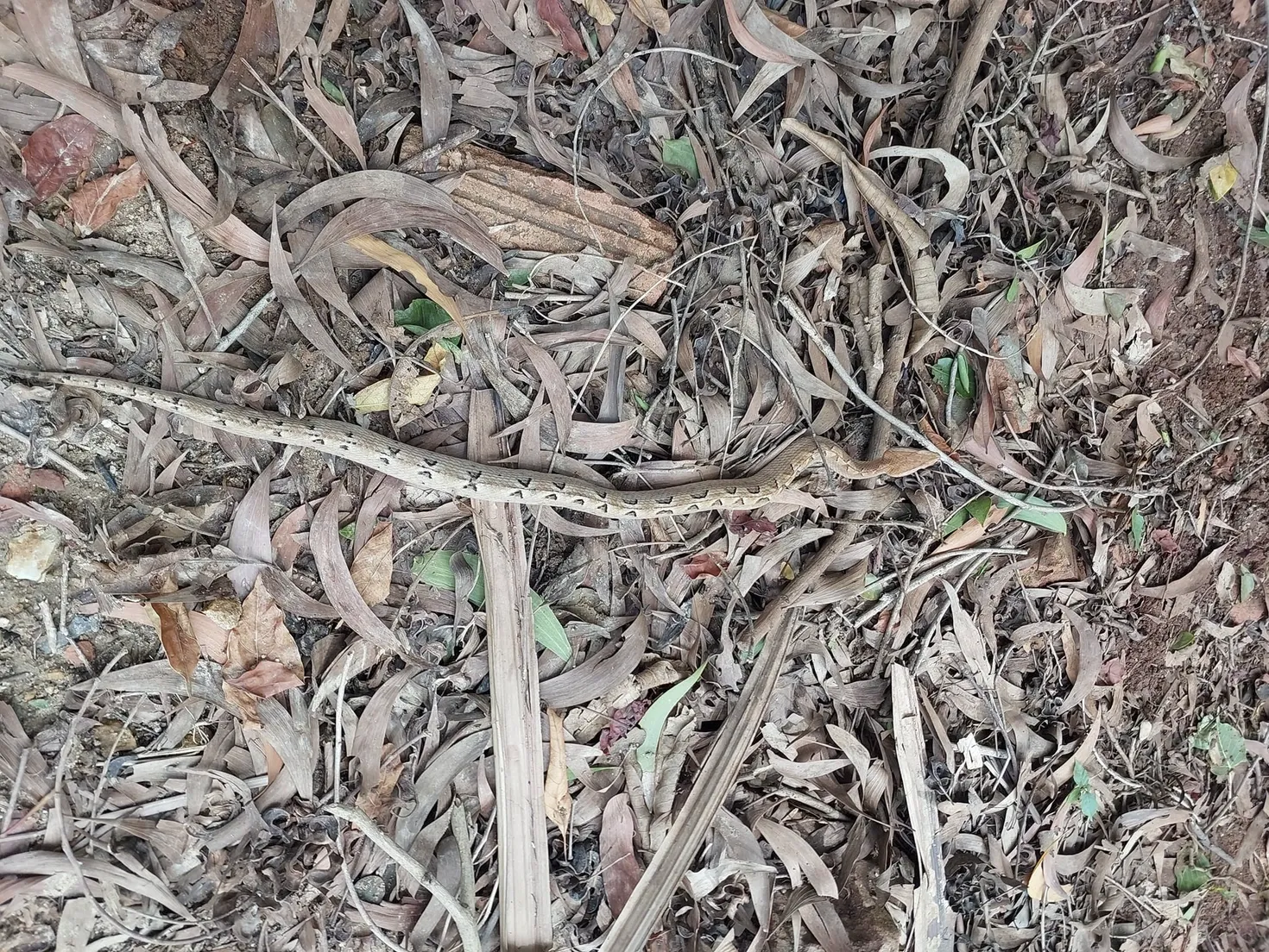 Rắn chàm quạp với đầu tam giác và hoa văn đặc trưng trên lưng