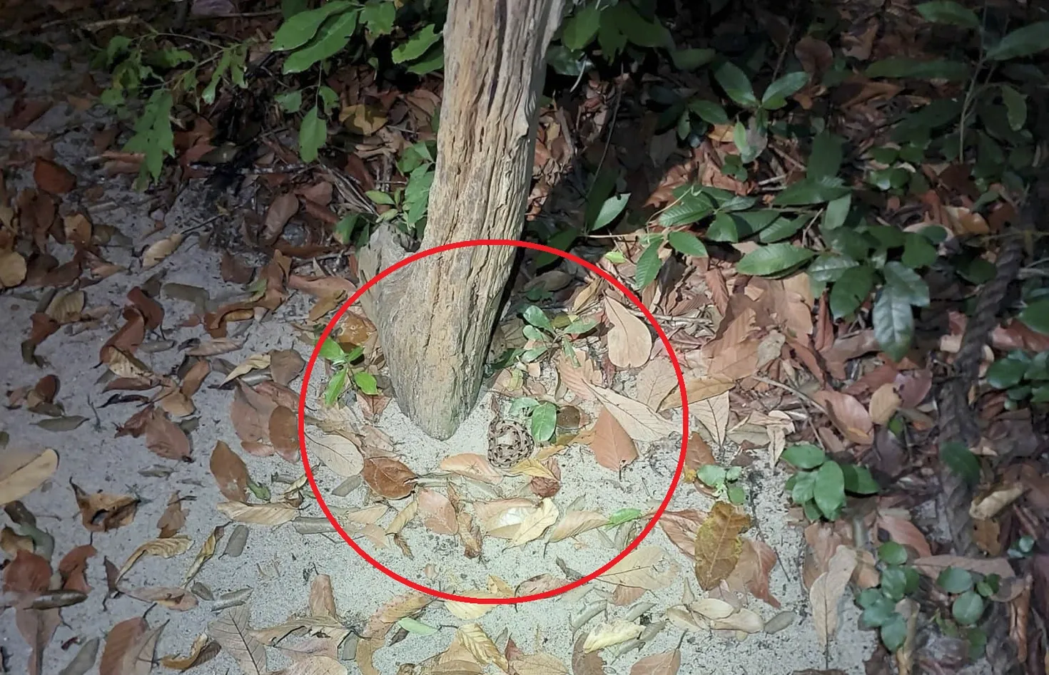 Một cá thể rắn chàm quạp được ghi nhận tại Vũng Tàu