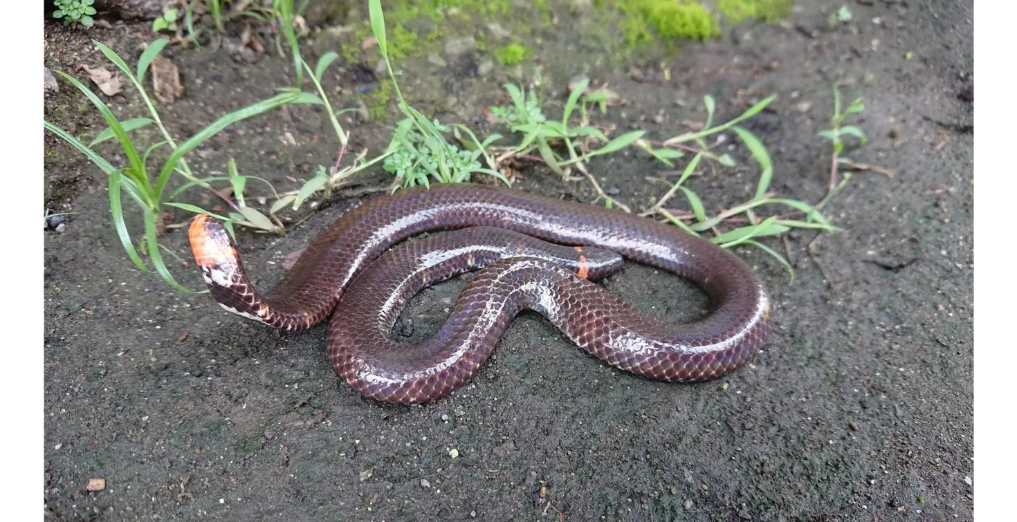 Rắn trun dựng đuôi phòng thủ khiến bị hiểu nhầm có hai đầu