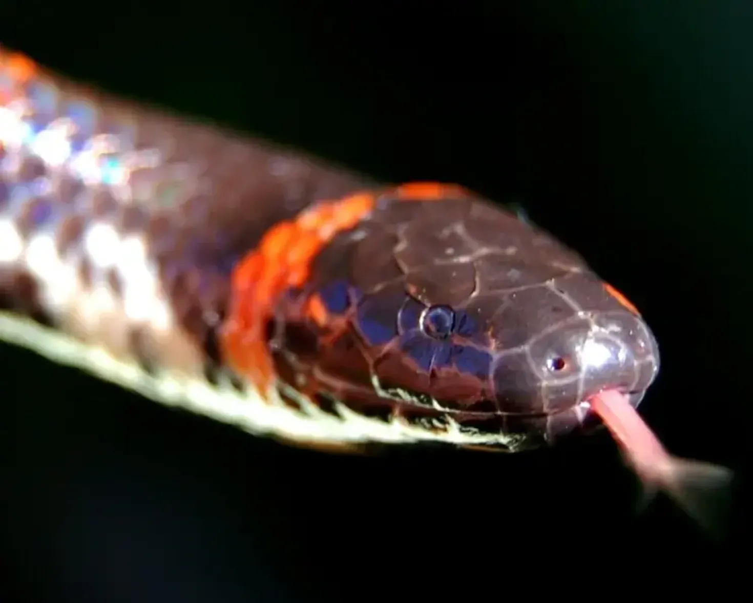 Đầu rắn trun thuôn và khó phân biệt với cổ, hỗ trợ đào bới hiệu quả