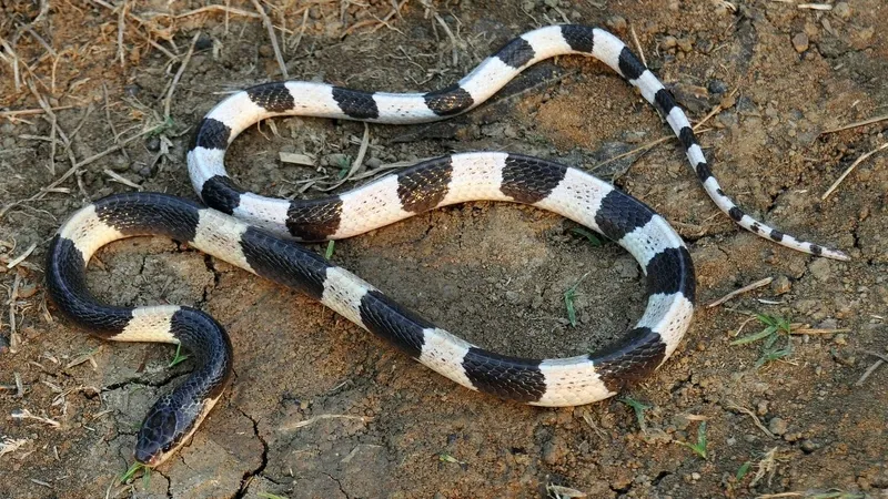 Rắn cạp nia có màu khoang đen - trắng xám, kích thước nhỏ, có nọc độc mạnh
