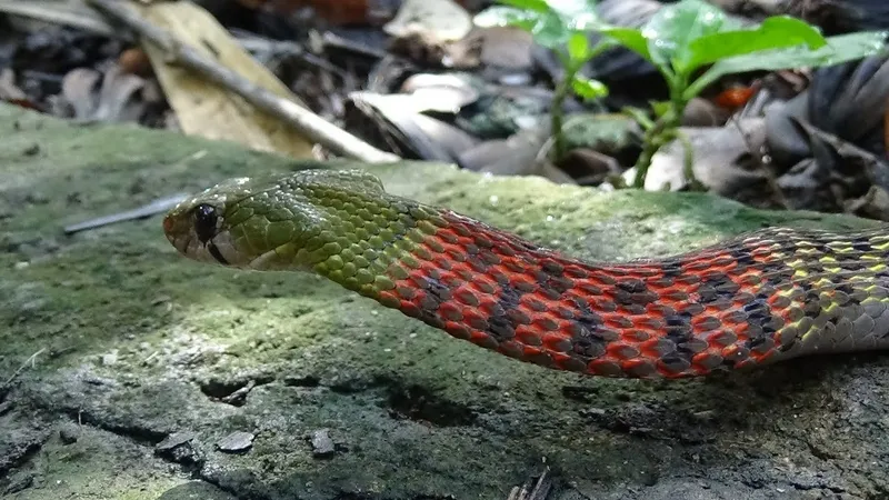 Rắn cổ đỏ thường xuất hiện gần ao hồ, sông suối và ruộng nước ở Việt Nam