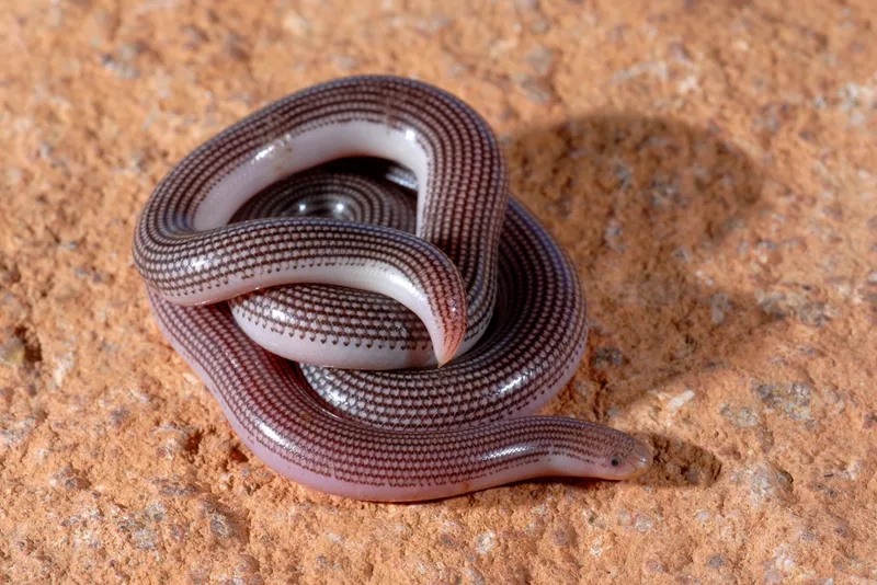 Rắn giun không có nọc độc, không nguy hiểm với con người