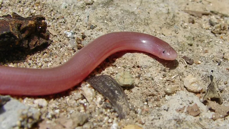 Rắn giun nhỏ, thân bóng, vảy mịn và dễ nhầm với giun đất