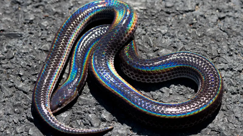 Rắn hổ hành với lớp vảy ánh cầu vồng khi phơi nắng