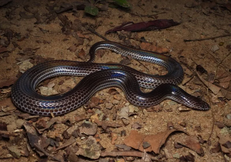 Cận cảnh đầu nhọn, thân thon giúp rắn hổ hành đào bới tốt