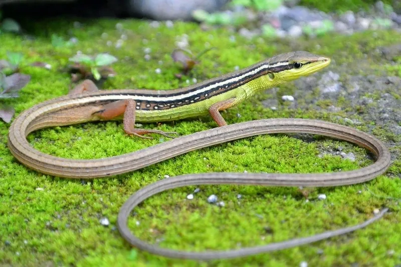 Đuôi dài gấp nhiều lần cơ thể là dấu hiệu nhận diện liu điu chỉ