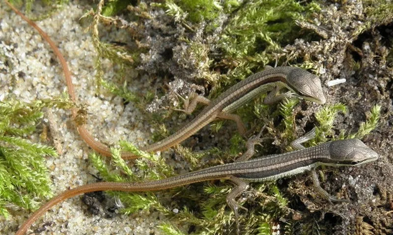 Liu điu chỉ là thằn lằn không độc, an toàn với con người