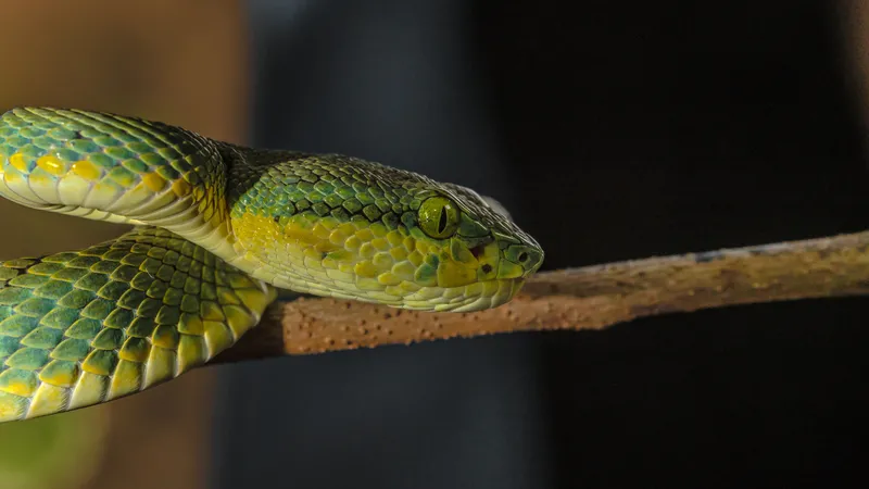 Cận cảnh đầu tam giác và đuôi đỏ đặc trưng của rắn lục đuôi đỏ