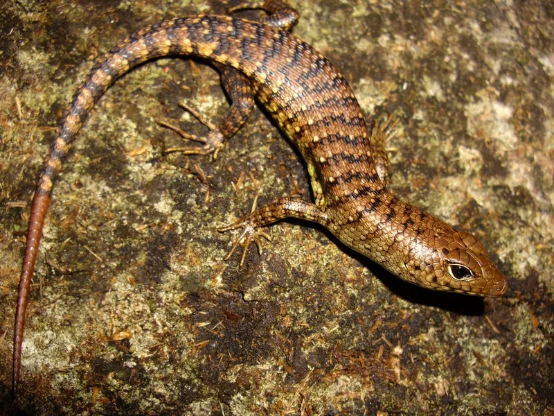 Rắn mối có bốn chân, thân thuôn, vảy bóng phản sáng dưới ánh mặt trời