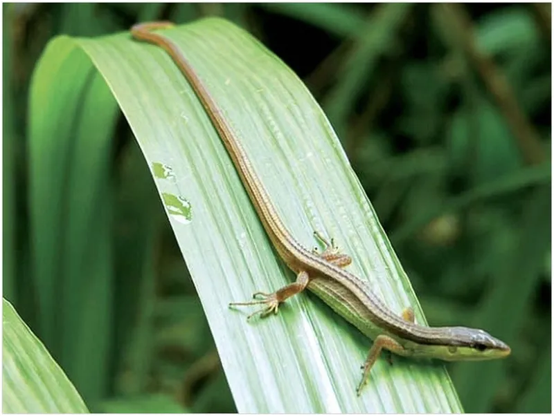 Rắn mối hiền lành, tránh người và không có cơ quan sản xuất nọc độc