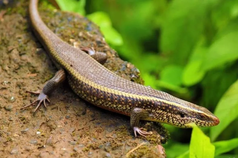 Rắn mối vào nhà thường là do trú ẩn hoặc kiếm ăn, không gây hại