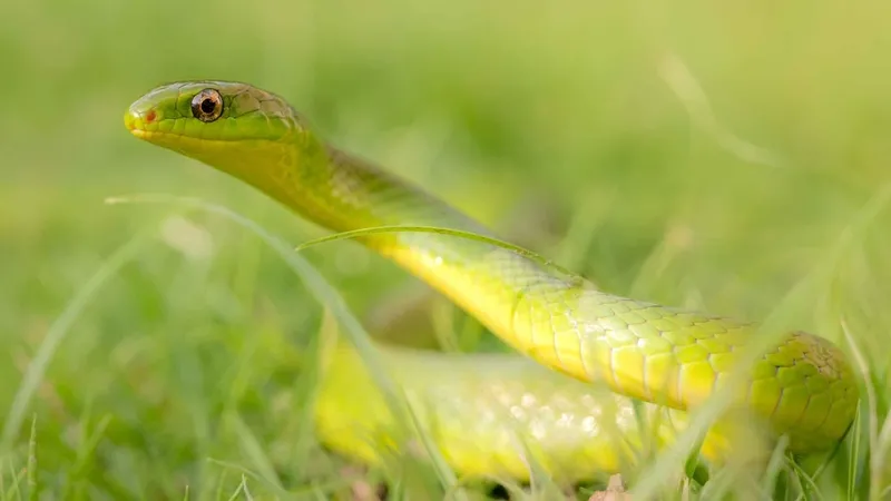 Cảnh báo: nọc rắn lục xanh có độc tính hemotoxic gây rối loạn đông máu