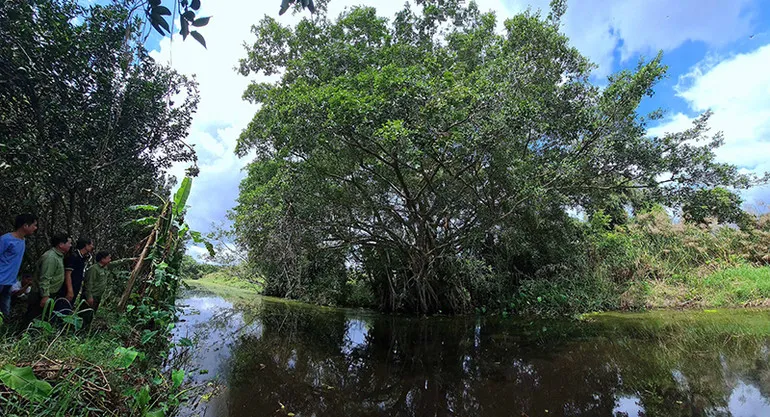 Cây Gừa gần Chốt Chòi Khỉ, nơi từng ghi nhận rắn hổ mây săn mồi vào mùa khô 2001–2002