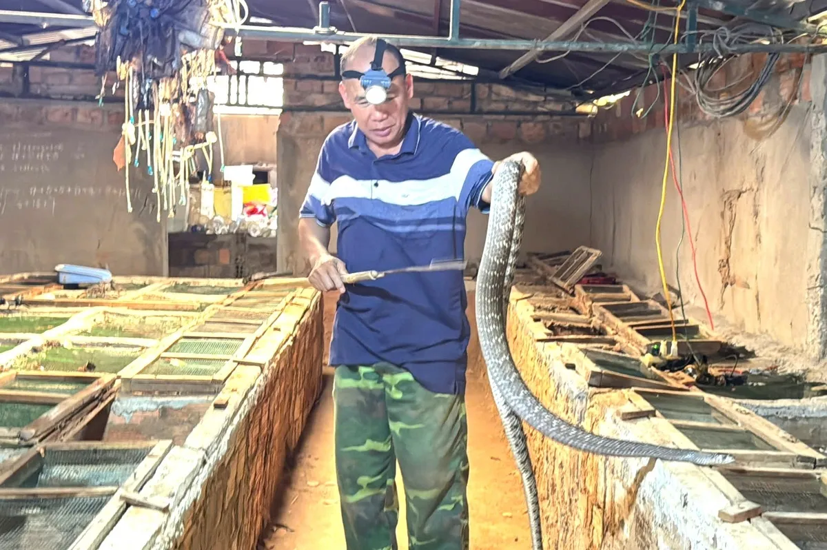 Mô hình nuôi rắn ráo trâu của gia đình ông Lê Văn Vân ở Kon Rẫy, Kon Tum