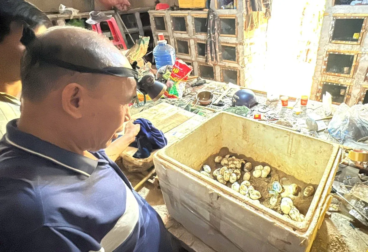 Rắn ráo trâu sinh sản tốt, mỗi năm 2 lứa; trứng là nguồn thu đáng kể của trang trại