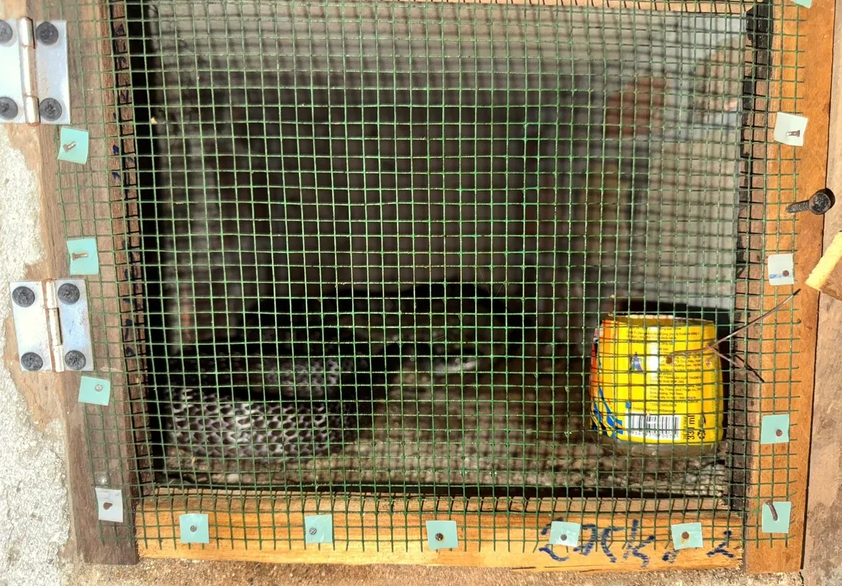 Chuồng ô, xếp tầng giúp tiết kiệm diện tích và kiểm soát tốt đàn rắn ráo trâu