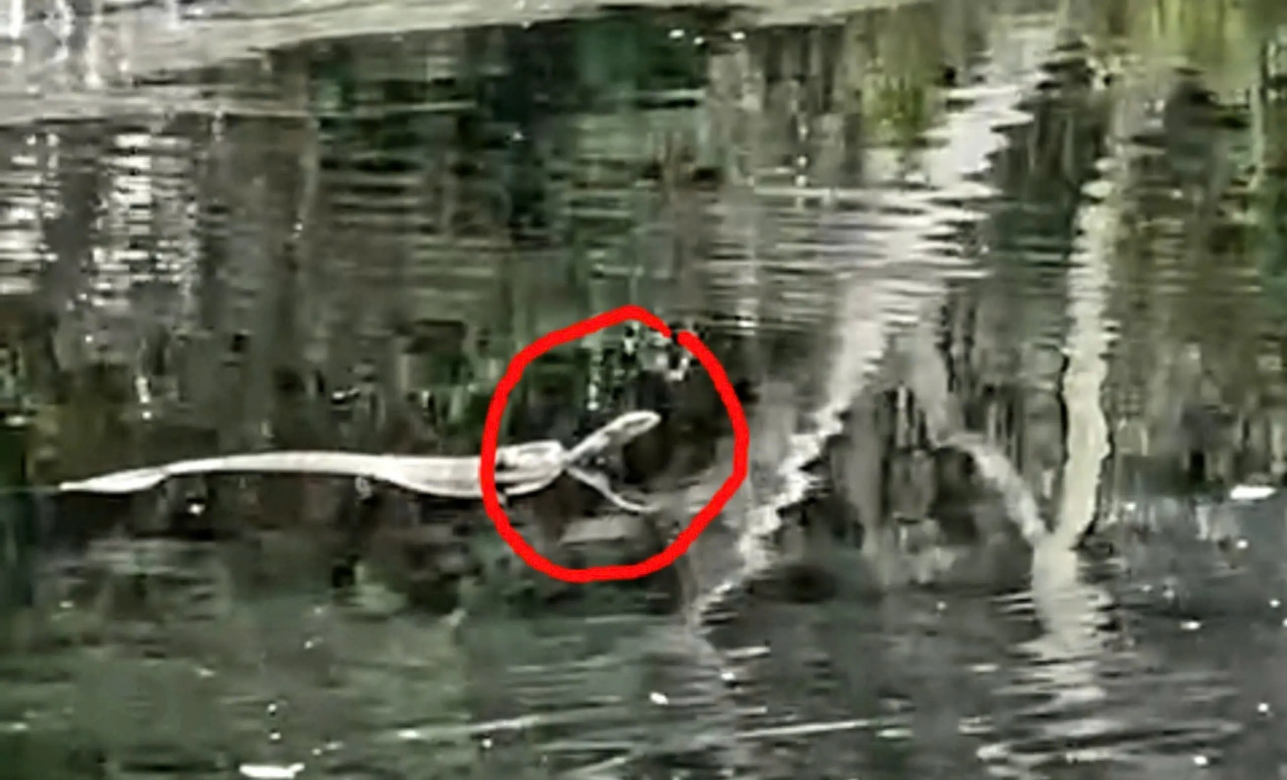 Rắn hổ mang chúa bơi trên hồ Hoa Mai ở U Minh Thượng